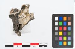 Foto von Meeresschneckengehäuse (NHMW-PRAE-025447)